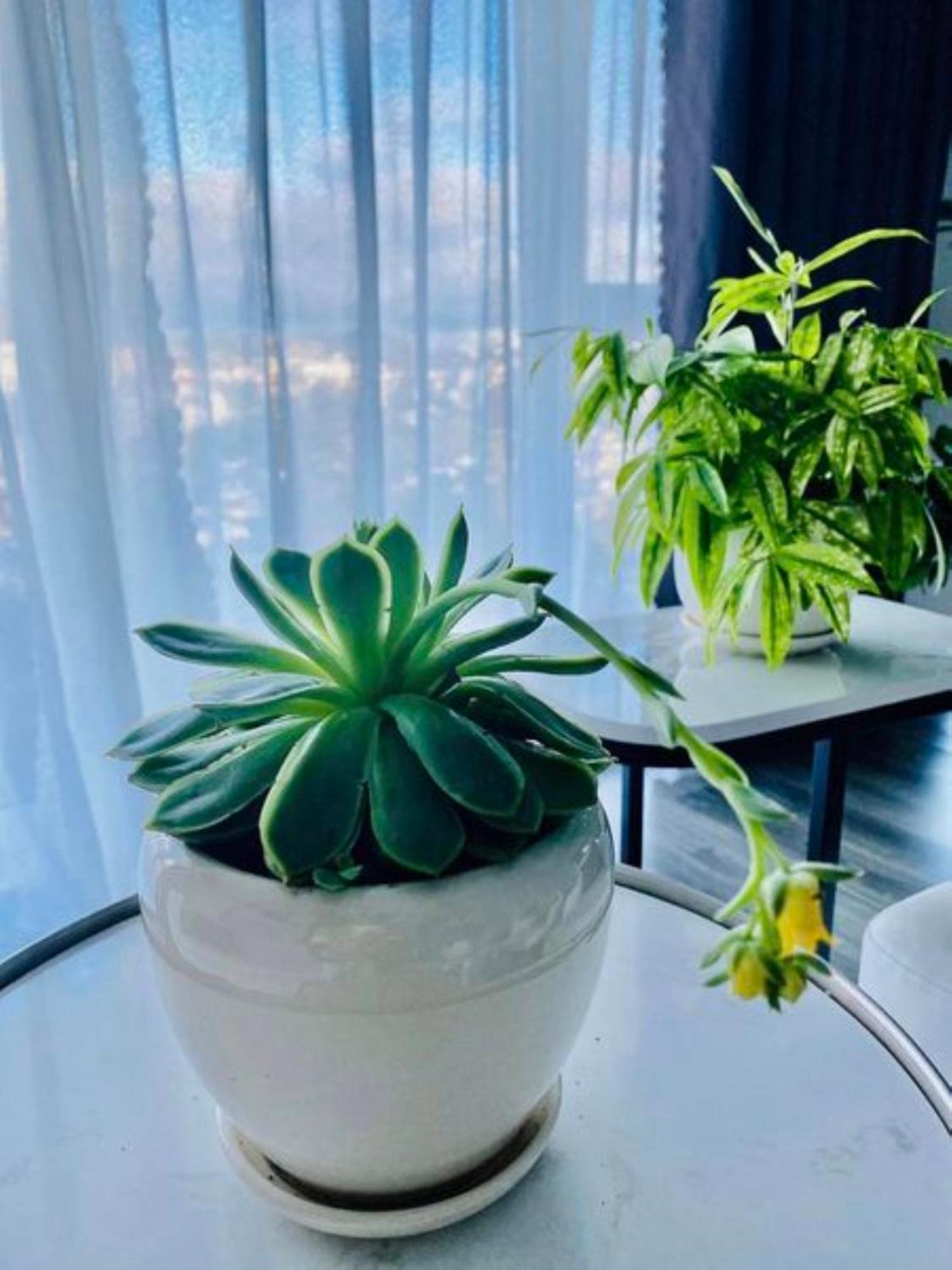 Rose House Apartment Dalat Luaran gambar