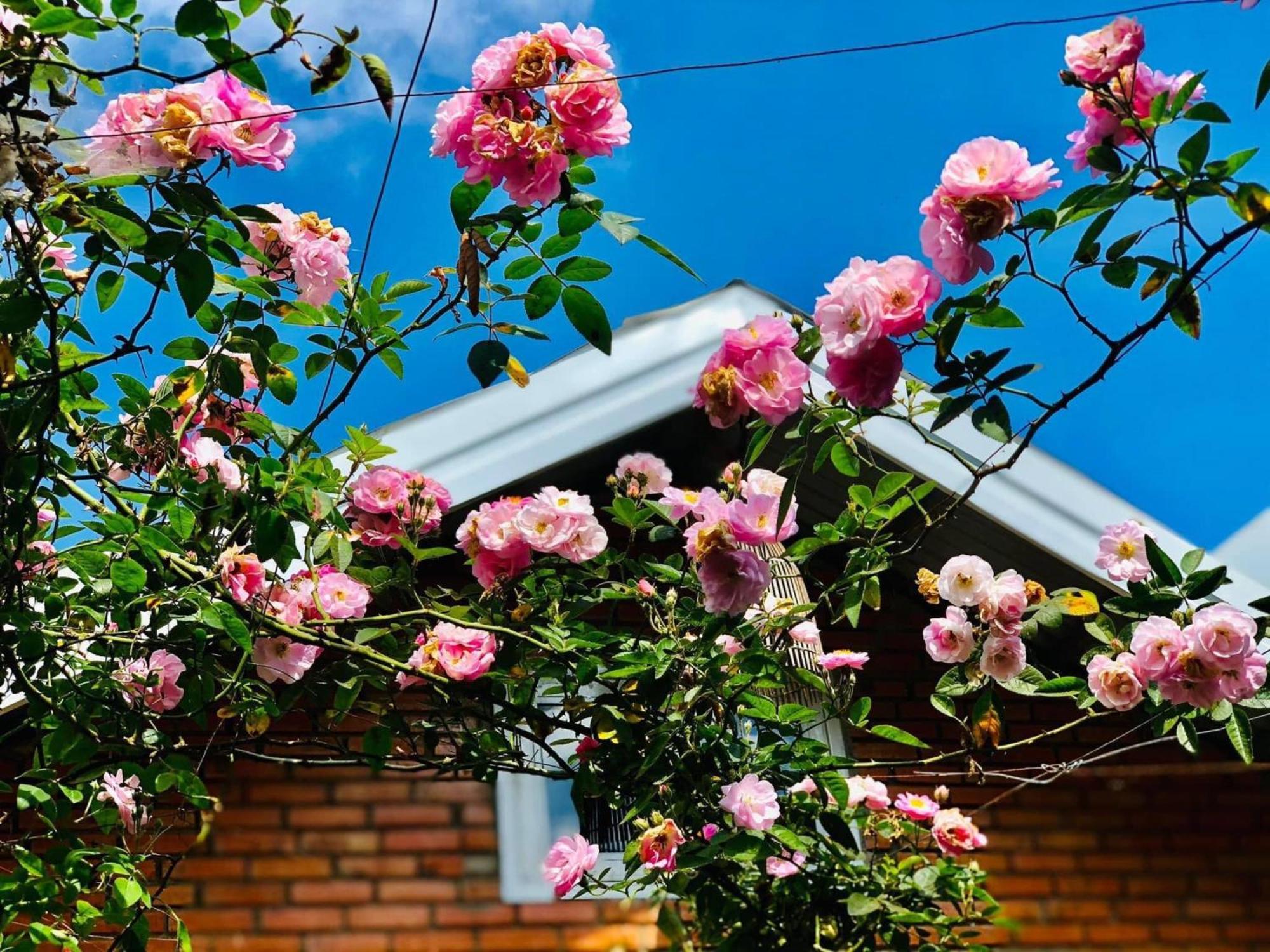 Rose House Apartment Dalat Luaran gambar